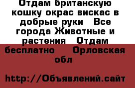 Отдам британскую кошку окрас вискас в добрые руки - Все города Животные и растения » Отдам бесплатно   . Орловская обл.